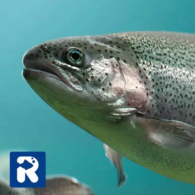 ماهی سالمون استیل‌هد (Steelhead Salmon)