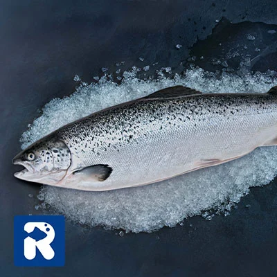 ماهی سالمون اطلس (Atlantic Salmon)