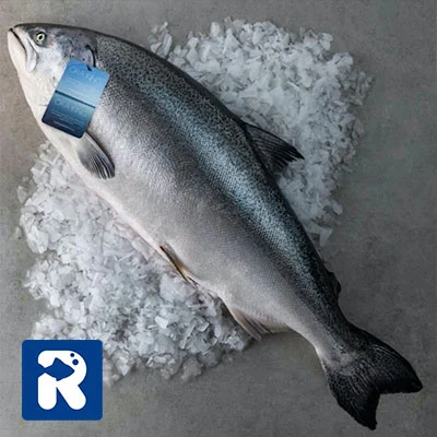 ماهی سالمون کینگ (King Salmon)
