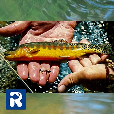 قزل آلای طلایی