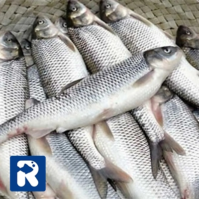 انواع ماهی‌ شمال