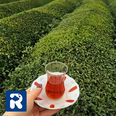 چای لاهیجان