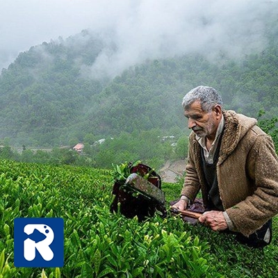 آشنایی با چای گیلان
