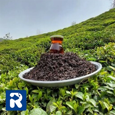 چای بهاره شمال چیست؟
