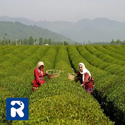 معیارهای تعیین قیمت چای بهاره لاهیجان