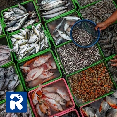 تفاوت‌ ماهی شمال و جنوب