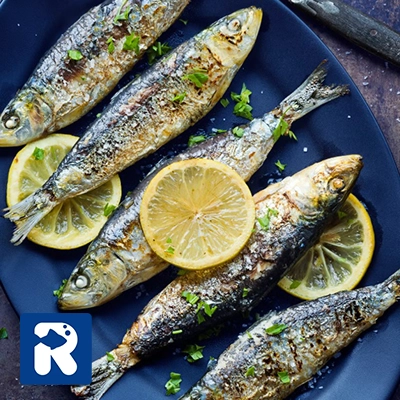 نکات طلایی در طرز تهیه ماهی کیلکا