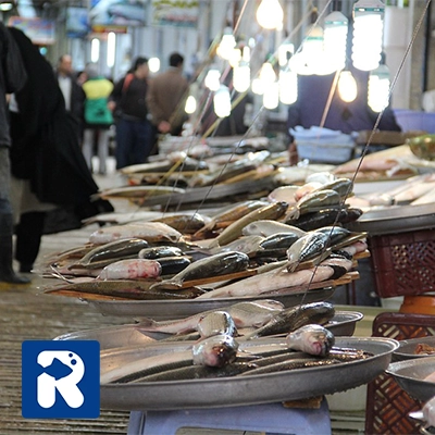 انواع ماهی سفید