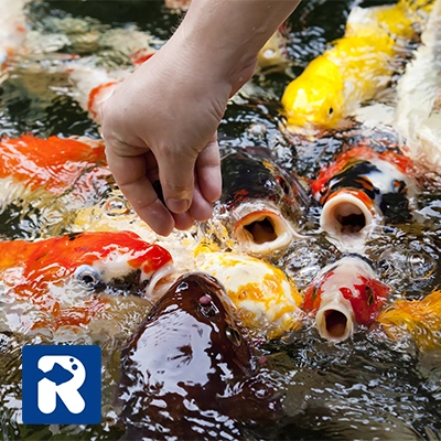 توصیه‌های تغذیه‌ای برای پرورش ماهی کپور