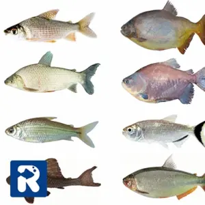 انواع ماهی رودخانه ای