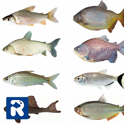 انواع ماهی رودخانه ای